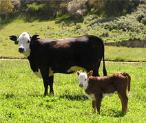 black baldy cow and calf
