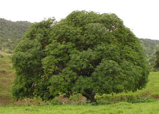 buckeye tree
