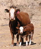 Red cow with calf