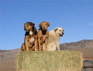 Three dogs on a bale of hay.