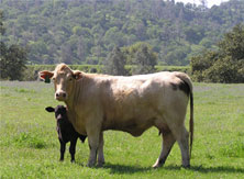 White cow with black calf